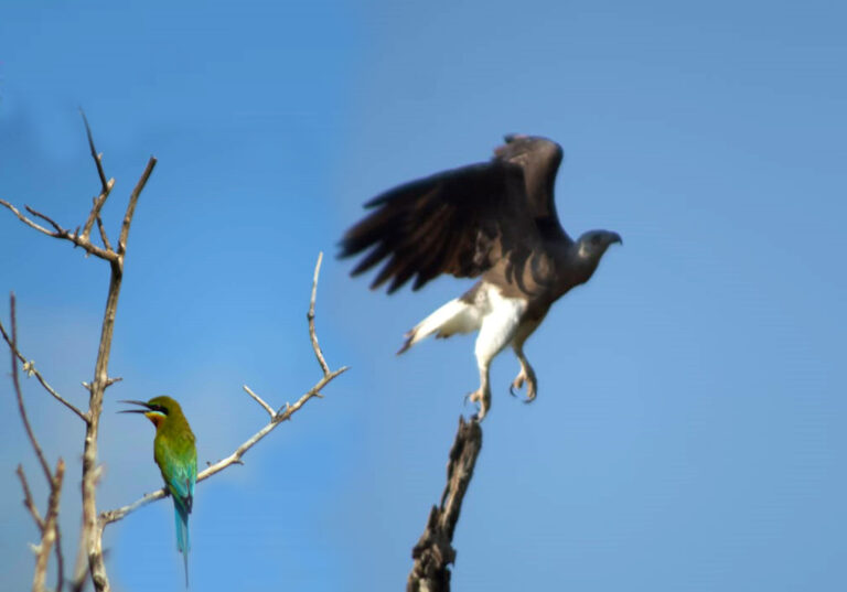 Bundala National Park