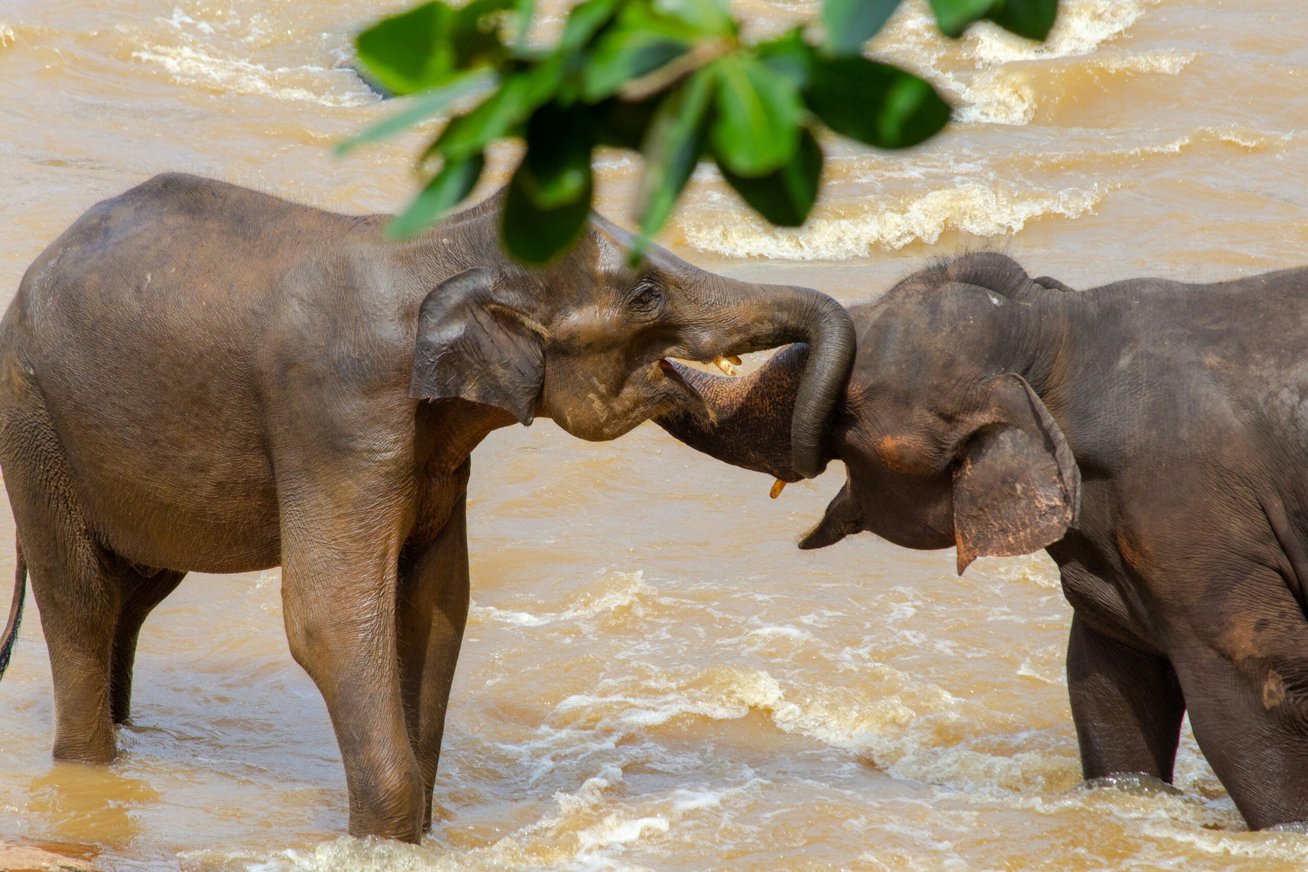 Pinnawala Elephant Orphanage