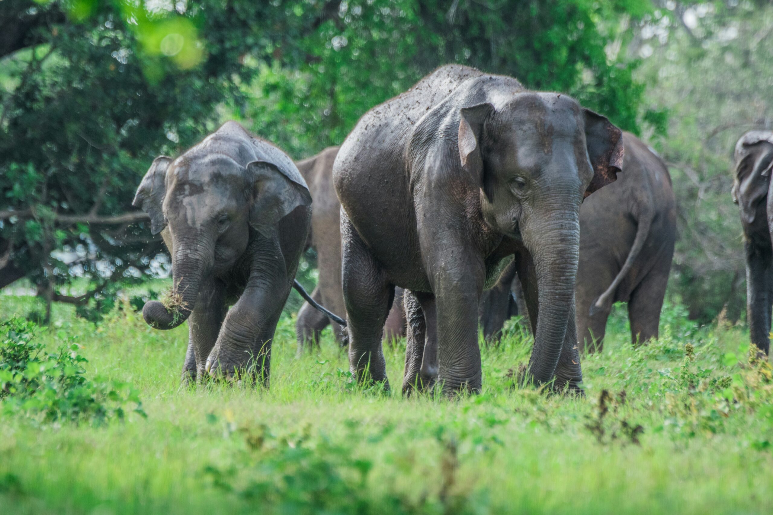 Elephant Safari